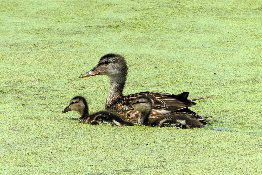 タクシーを利用した男性の育児休暇中の過ごし方は？